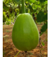 Bottlegourd / Lauki F1 Samarth 100 grams